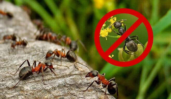 лучшие средства по борьбе с муравьями