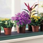 Популярные комнатные растения для неопытного цветовода
