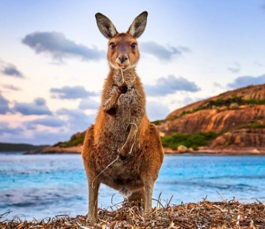 Не мейнстрим: куда идти и на что смотреть в Австралии