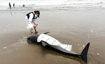 150 чорних дельфінів викинулися на узбережжі Австралії. ВІДЕО