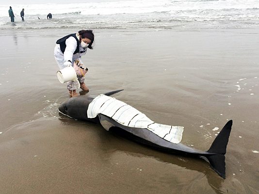 150 чорних дельфінів викинулися на узбережжі Австралії. ВІДЕО