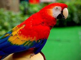 У Шотландії копам довелося втихомирювати папугу-матершінніка