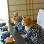 Заварник стеклянный: какой вид выбрать