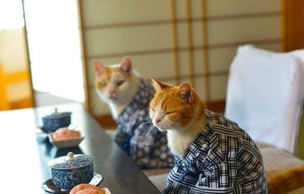 Заварник стеклянный: какой вид выбрать