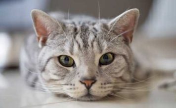 Оберегаем кошку от различных паразитов