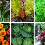 Начальное планирование для выращивания овощей.