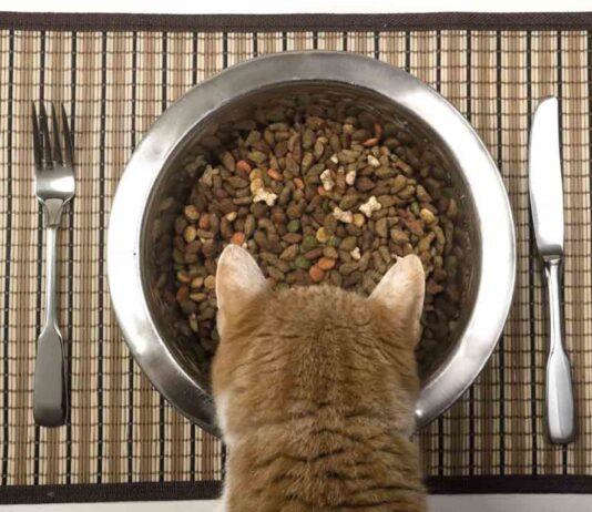 Подбираем корм для своей кошки