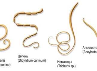 Паразиты в организме человека