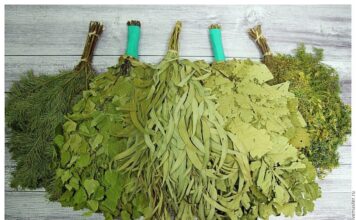 Выбор веника для бани Выбор веника для бани