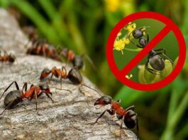 Какие существуют лучшие средства по борьбе с муравьями лучшие средства по борьбе с муравьями