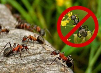 лучшие средства по борьбе с муравьями