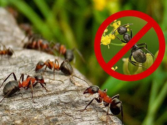 Какие существуют лучшие средства по борьбе с муравьями лучшие средства по борьбе с муравьями