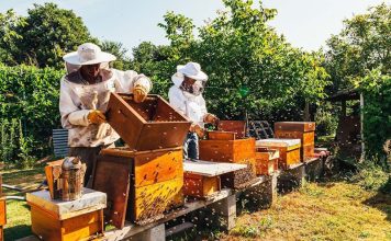 Пчеловодство как бизнес: как открыть свою пасеку с нуля — Бизнес-идеи современности