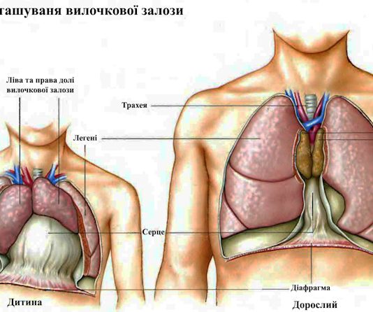 симптоми раку тимуса