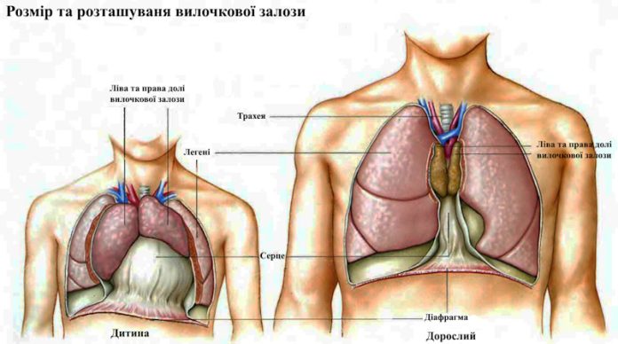 симптоми раку тимуса