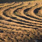 Вплив інсектицидів на бджіл Аграрна платформа