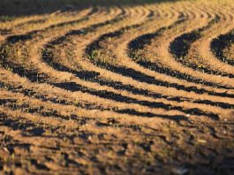 Вплив інсектицидів на бджіл Аграрна платформа