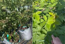 Алыча Июльская роза (Июньская роза, Комета ранняя) агро культура качественное фото